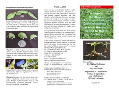 Comparison of species characteristics:  Benghal dayflower (left) and spreading dayflower (right) leaves. Small (e.g. two-leaf seedlings) plants are often difficult to distinguish. By the three-leaf stage, however, plants