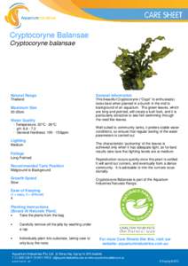 Cryptocoryne Balansae Cryptocoryne balansae Natural Range  General Information