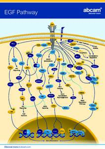 EGF Pathway  Discover more at abcam.com 