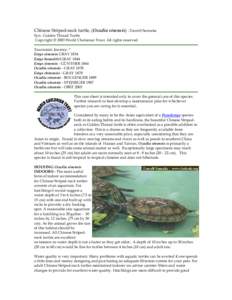 Chinese Striped-neck turtle, (Ocadia sinensis) - Darrell Senneke