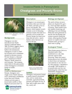 Invasive Plants in Pennsylvania  Cheatgrass and Poverty Brome Bromus tectorum and Bromus sterilis  Bromus tectorum, Steve Dewey, Utah State