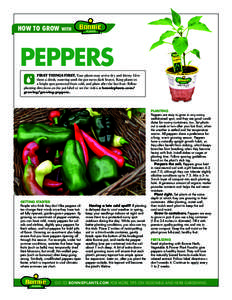 HOW TO GROW with  PEPPERS FIRST THINGS FIRST. Your plants may arrive dry and thirsty. Give them a drink, watering until the pot turns dark brown. Keep plants in a bright spot protected from cold, and plant after the last