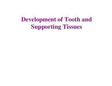 Dental lamina / Tooth / Deciduous teeth / Alveolar process / Dentinogenesis / Periodontal fiber / Enamel niche / Reduced enamel epithelium / Dentistry / Tooth development / Vestibular lamina