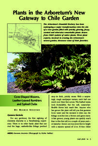 Rosids / Invasive plant species / Gunnerales / Flora of China / Flora of Japan / Berberis / Buddleja / Chusquea culeou / Gunnera tinctoria / Eudicots / Botany / Flora of Chile