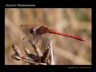 Autumn Meadowhawk  Dragonflies of N. Va. - Kevin Munroe, 2012 Flight Record: