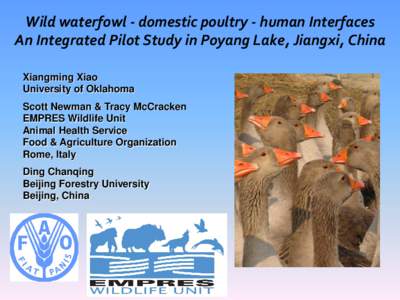 Wild waterfowl - domestic poultry - human Interfaces An Integrated Pilot Study in Poyang Lake, Jiangxi, China Xiangming Xiao University of Oklahoma Scott Newman & Tracy McCracken EMPRES Wildlife Unit