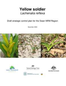 Yellow soldier Lachenalia reflexa Draft strategic control plan for the Swan NRM Region December 2009  Draft strategic control plan for the Swan NRM Region