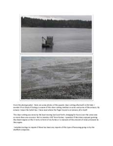 From the photographer: Here are some photos of the aquatic clear-cutting aftermath in Eld Inlet. I wonder if our Dept of Ecology is aware of this clear-cutting method on acres and acres of the estuary. By estuary I mean 