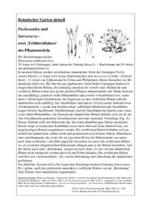 Botanischer Garten aktuell Pachysandra und Sarcococca – zwei ‚Trittbrettfahrer‘ des Pflanzenreichs Die Buchsbaumgewächse