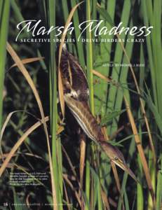 American Purple Gallinule / Sora / Common Moorhen / Rallidae / Birds of North America / Ornithology / Rails