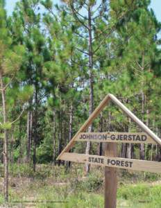 8 / Alabama’s TREASURED Forests www.forestry.alabama.gov						  Summer 2013 Longleaf Rehab in Section 16: