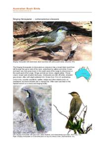 file:///G:/bushbirds6.11/infl/lichenostomus_virescens.html