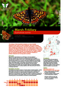factsheet Marsh Fritillary Euphydryas aurinia Conservation status Priority Species in UK Biodiversity Action Plan. Fully protected under Section 9 of the