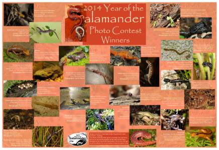2014 Year of the  Winner: Long-tailed Salamander, Eurycea longicauda longicauda, New Jersey, USA. Photographer: Andrew Burmester