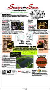 Water / Tiger Salamander / Zoology / Great Basin spadefoot / Vernal pool / Amphibian / Salamander / Frog / Spea / Mole salamanders / Herpetology / Toads