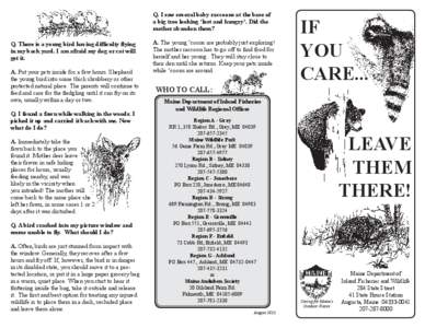 Q. I saw several baby raccoons at the base of a big tree looking ‘lost and hungry’. Did the mother abandon them? Q. There is a young bird having difficulty flying in my back yard. I am afraid my dog or cat will get i