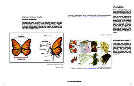 Project 1: Chitin and Butterflies