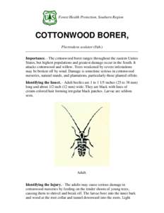 Forest Health Protection, Southern Region  COTTONWOOD BORER, Plectrodera scalator (Fab.) Importance. - The cottonwood borer ranges throughout the eastern Unites States, but highest populations and greatest damage occur i