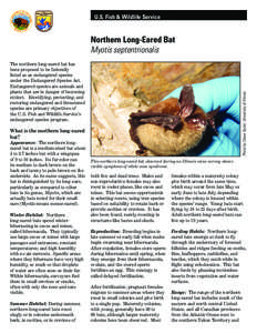 U.S. Fish & Wildlife Service  Northern Long-Eared Bat Myotis septentrionalis  Photo by Steve Taylor; University of Illinois