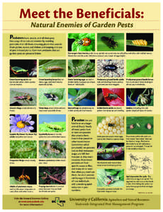 Meet the Beneficials: Natural Enemies of Garden Pests Predators  hunt, attack, and kill their prey.