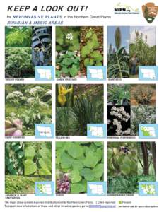 KEEP A LOOK OUT!  for NEW INVASIVE PLANTS in the Northern Great Plains RIPARIAN & MESIC AREAS