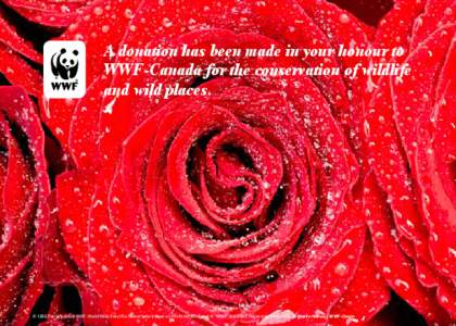 A donation has been made in your honour to WWF-Canada for the conservation of wildlife and wild places. © 1986 Panda symbol WWF-World Wide Fund For Nature (also known as World Wildlife Fund) ® “WWF” is a WWF Regist