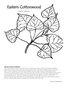 Populus / Populus sect. Aigeiros / Flora of the United States / Flora / Populus deltoides