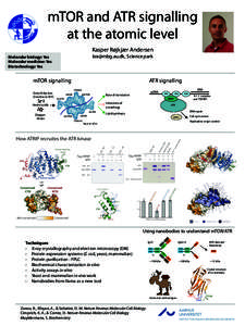 Cell cycle / Mammalian target of rapamycin / Complementarity determining region / Raptor / Cdr2 / Biology / Cell biology / Signal transduction