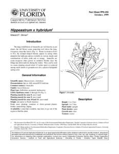 Fact Sheet FPS-255  October, 1999 Hippeastrum x hybridum1 Edward F. Gilman2