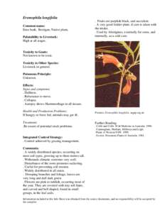 Environment of Australia / Eremophila / Emu bush / Australian Native Plants Society / Flora of New South Wales / Flora of Australia / Natural history of Australia