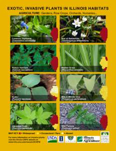 EXOTIC, INVASIVE PLANTS IN ILLINOIS HABITATS AGRICULTURE: Gardens, Row Crops, Orchards, Nurseries... Common Dayflower (Commelina communis)