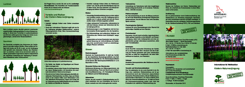 Flyer_12-Seiter_Kiefer-Naturverjuengung.indd