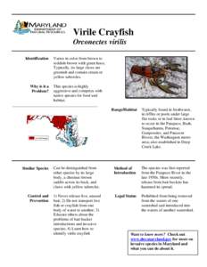 Orconectes virilis / Zoology / Orconectes / Crayfish / Fishing bait / Orconectes immunis / Cambaridae / Phyla / Protostome