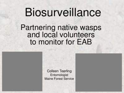 Biosurveillance Partnering native wasps and local volunteers to monitor for EAB  Colleen Teerling