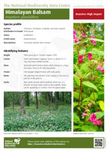 Impatiens / Medicinal plants / Flora / Scrophularia / Invasive species / Polygonum / Botany / Invasive plant species / Flora of Pakistan / Himalayan Balsam