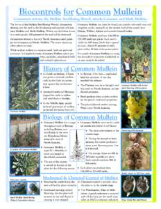 BiologicalControl of Common Mullein.pub