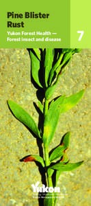 Pine Blister Rust Yukon Forest Health — Forest insect and disease  Energy, Mines and Resources