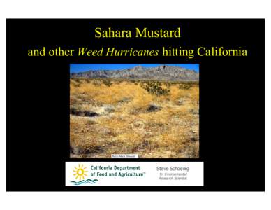 Sahara Mustard and other Weed Hurricanes hitting California Photo: Mark Dimmitt  Steve Schoenig
