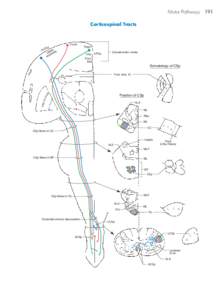 Motor Pathways 191 Corticospinal Tracts Gy PrC per ty Up emi