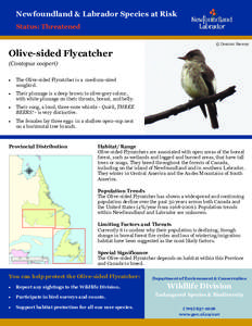 Newfoundland & Labrador Species at Risk Status: Threatened © Dominic Sherony Olive-sided Flycatcher (Contopus cooperi)
