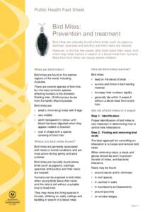 Bird Mites: Prevention and treatment