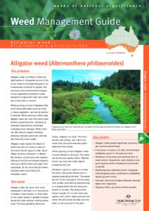 Alligator Weed (alternanthera Philoxoroides)- Weed Management Guide