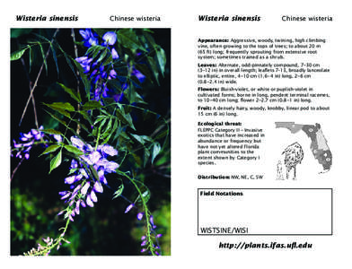 Wisteria Wisteria sinensis sinensis  Wisteria