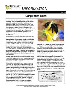 INFORMATION No. 015 Carpenter Bees Carpenter bees (family Xylocopidae) are large, generally black bees. They resemble bumble bees but are smoother