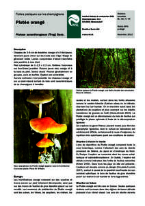 Fiches pratiques sur les champignons  Plutée orangé Pluteus aurantiorugosus (Trog) Sacc.  Institut fédéral de recherches WSL
