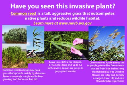 Have you seen this invasive plant? Common reed is a tall, aggressive grass that outcompetes native plants and reduces wildlife habitat. Learn more at www.nwcb.wa.gov  King County NWCB