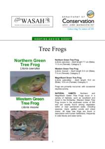 WASAH WESTERN AUSTRALIAN SOCIETY of AMATEUR HERPETOLOGISTS (Inc) KEEPING ADVICE SHEET  Tree Frogs