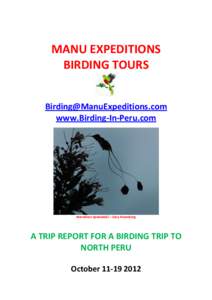 MANU EXPEDITIONS BIRDING TOURS [removed] www.Birding-In-Peru.com  Marvelous Spatuletail – Gary Rosenberg