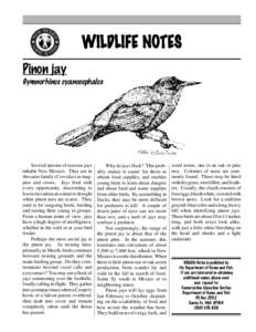 Taxonomy / Biology / Pinyon Jay / Aphelocoma / Bird / Western Scrub Jay / Zoology / Corvidae / Jays