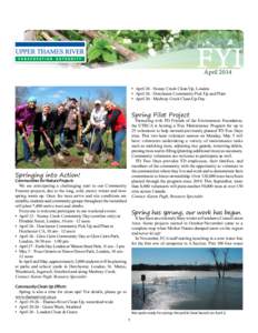 Sustainable agriculture / Fiddlehead fern / New England cuisine / Pteridophyta / Spring / Matteuccia struthiopteris / Fern / Windbreak / London /  Ontario / Botany / Flora / Japanese cuisine